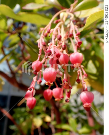 イチゴノキ 134002823