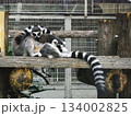 ワオキツネザル 134002825
