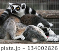 ワオキツネザル 134002826