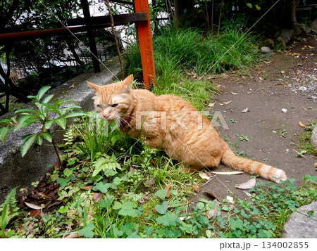 大綱金刀比羅神社 神社 猫 大綱金刀比羅神社 神社 猫 134002855