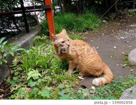 大綱金刀比羅神社　神社　猫 134002856