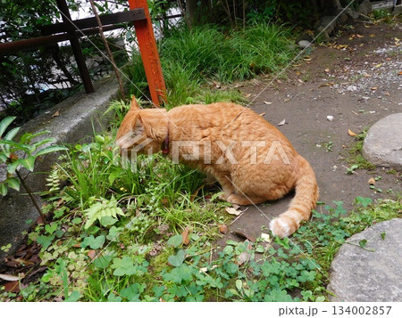 大綱金刀比羅神社　神社　猫 134002857