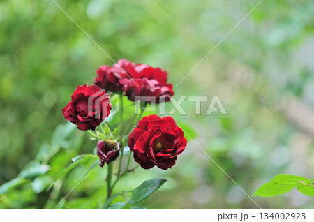 近所で見た薔薇園 134002923