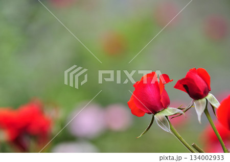近所で見た薔薇園 近所で見た薔薇園 134002933