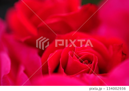 近所で見た薔薇園 近所で見た薔薇園 134002936