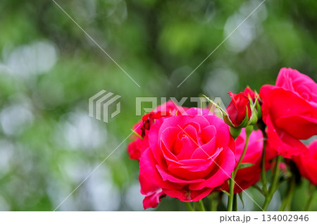 近所で見た薔薇園 近所で見た薔薇園 134002946