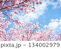 桜と空 134002979
