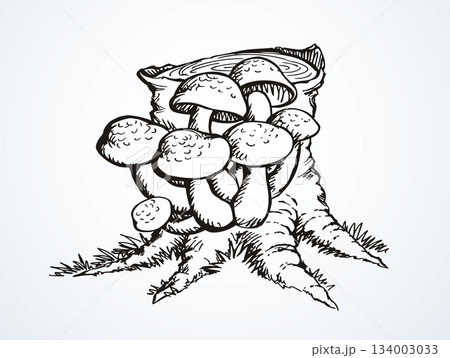 Vector drawing. Honey mushrooms on a stump 134003033