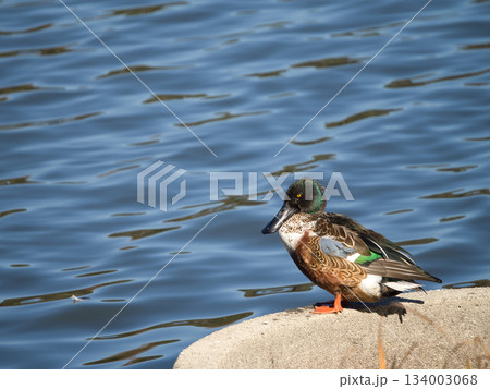 水辺にたたずむ鳥 水辺にたたずむ鳥 134003068