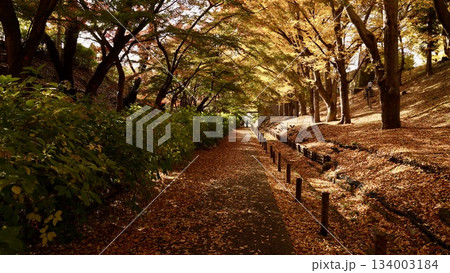 秋彩に包まれた上田城の櫓と紅葉 134003184