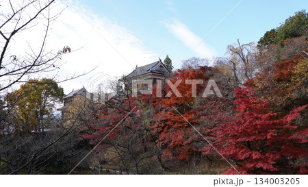 秋彩に包まれた上田城の櫓と紅葉 秋彩に包まれた上田城の櫓と紅葉 134003205