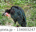 ホオアカトキ 134003247