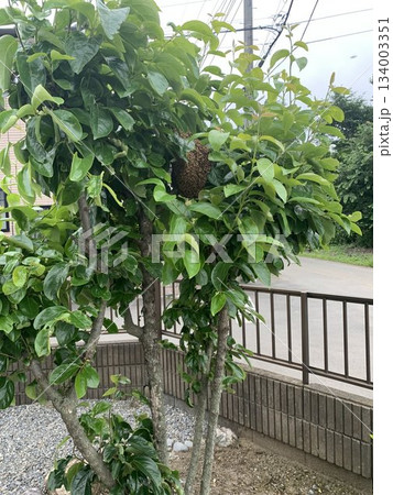 庭木にできたミツバチの蜂球（分蜂）　枝に密集する蜂の群れ 134003351