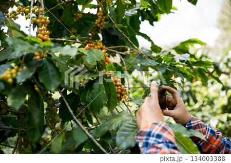 Farmer concept harvest hand ripe coffee seed robusta arabica berry close up fresh green leaf bean picking orange crop red yellow berries raw plant tree farm growth blur background eco organic garden Farmer concept harvest hand ripe coffee seed robusta arabica berry close up fresh green leaf bean picking orange crop red yellow berries raw plant tree farm growth blur background eco organic garden 134003388