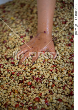Close up smart farmer techniques hand coffee bean machinery roast apparatus dry sunlight tool sunbeam sunray sunshine fresh garden produce agriculture promotes farmer concept farm blur background 134003389