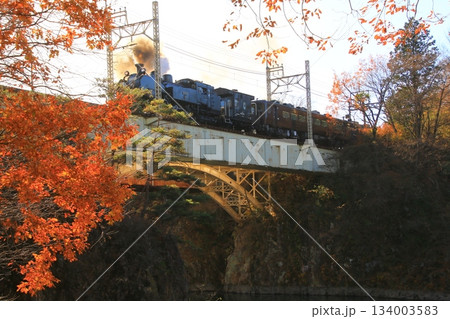 晩秋の朝陽に照らされた鬼怒川橋梁を渡る…【SL大樹・1号】C11207 晩秋の朝陽に照らされた鬼怒川橋梁を渡る…【SL大樹・1号】C11207 134003583