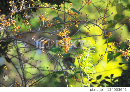 秋に実をつける植物 オレンジ色の皮がはじけて赤い実が顔を出すツルウメモドキ 秋に実をつける植物 オレンジ色の皮がはじけて赤い実が顔を出すツルウメモドキ 134003641