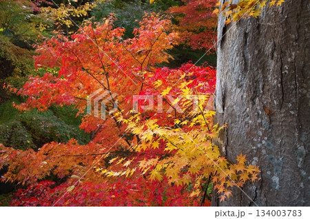 大木と紅葉 134003783