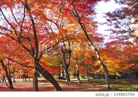 夕陽に染まるモミジ 134003784