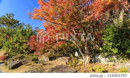 葉山しおさい公園の紅葉 葉山しおさい公園の紅葉 134003793