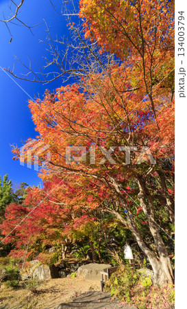 葉山しおさい公園の紅葉 葉山しおさい公園の紅葉 134003794