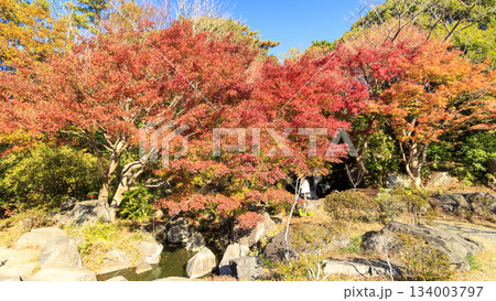 葉山しおさい公園の紅葉 葉山しおさい公園の紅葉 134003797