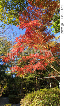 葉山しおさい公園の紅葉 葉山しおさい公園の紅葉 134003798