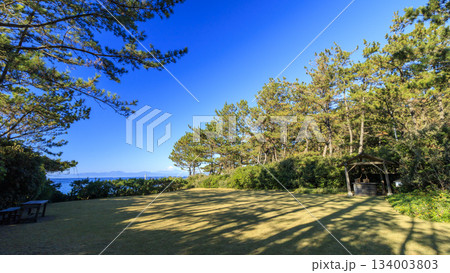 葉山しおさい公園の紅葉 葉山しおさい公園の紅葉 134003803