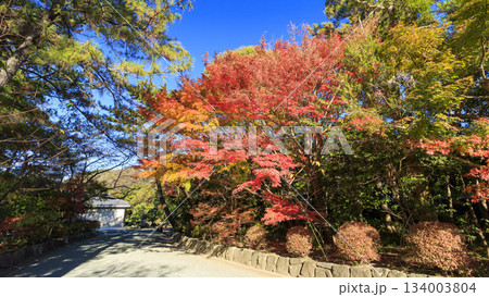 葉山しおさい公園の紅葉 葉山しおさい公園の紅葉 134003804