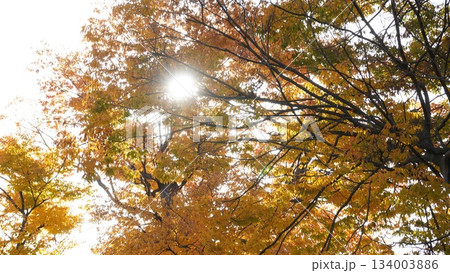 秋彩に包まれた上田城の櫓と紅葉 秋彩に包まれた上田城の櫓と紅葉 134003886