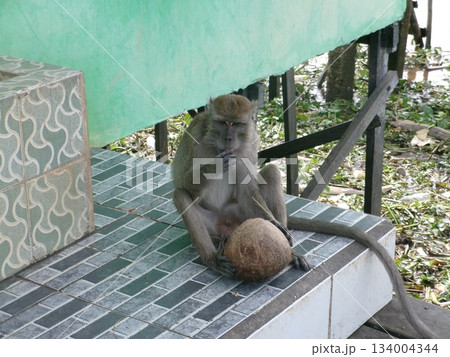 インドネシア Pulau Kembang 猿 クンバン島 134004344