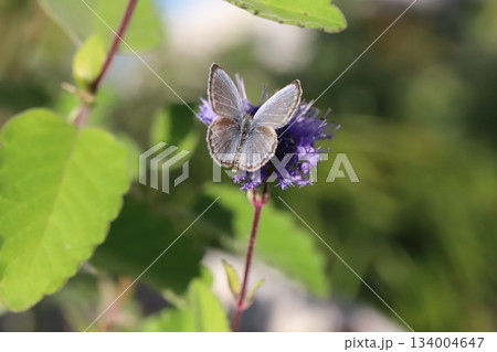 秋の庭に咲く紫色のダンギクの花の蜜を吸うヤマトシジミ蝶 秋の庭に咲く紫色のダンギクの花の蜜を吸うヤマトシジミ蝶 134004647