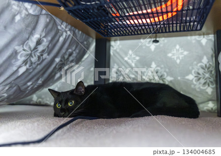 黒猫 黒猫 134004685