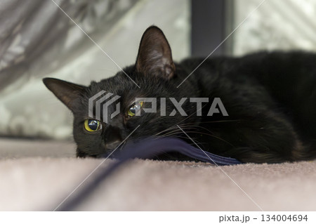 黒猫 黒猫 134004694