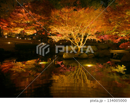 ライトアップされた美しい紅葉 自然風景(2024年12月) ライトアップされた美しい紅葉 自然風景(2024年12月) 134005000