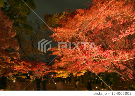 ライトアップされた美しい紅葉 自然風景(2024年12月) ライトアップされた美しい紅葉 自然風景(2024年12月) 134005002