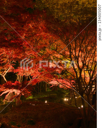 ライトアップされた美しい紅葉　 自然風景（2024年12月） 134005007