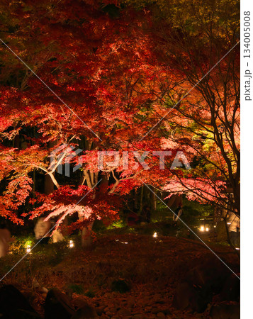 ライトアップされた美しい紅葉　 自然風景（2024年12月） 134005008