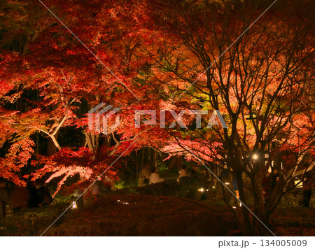 ライトアップされた美しい紅葉 自然風景(2024年12月) ライトアップされた美しい紅葉 自然風景(2024年12月) 134005009