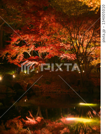 ライトアップされた美しい紅葉　 自然風景（2024年12月） 134005010