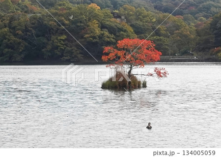 湖の色づき始めの風 湖の色づき始めの風 134005059