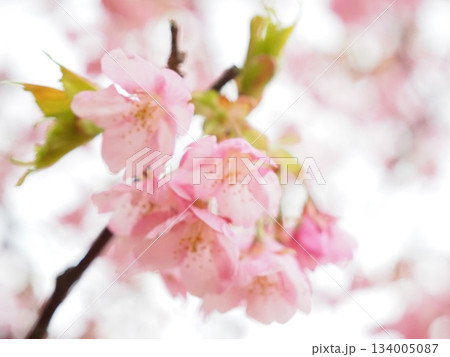 春の日差しを浴びる河津桜 134005087