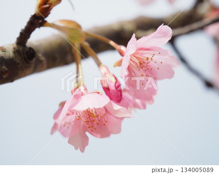 春の訪れを告げる河津桜 春の訪れを告げる河津桜 134005089