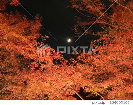 月夜にライトアップされた美しい紅葉　 自然風景（2024年12月） 134005103