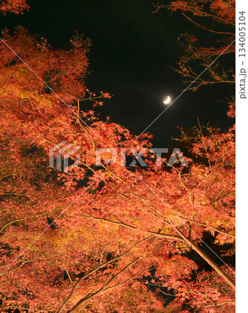 月夜にライトアップされた美しい紅葉　 自然風景（2024年12月） 134005104
