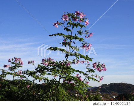 青空に映えるキダチダリア（皇帝ダリア） 134005134