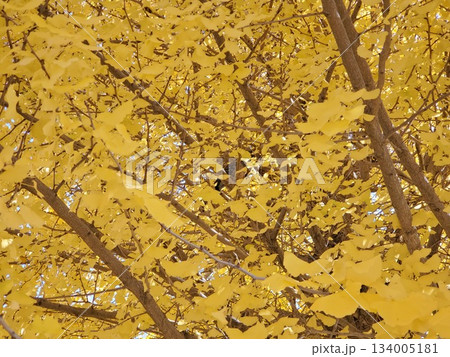 銀杏の木で休む鳩 銀杏の木で休む鳩 134005181