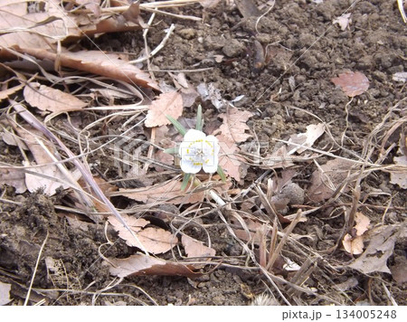 セツブンソウ セツブンソウ 134005248