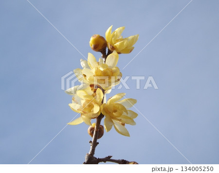 ロウバイ 134005250