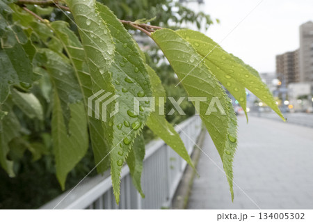 雨上がりの若葉に光る水滴と背景の街並み 134005302